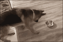 Dogs Playing With Plate GIF