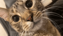a close up of a cat 's face with big eyes