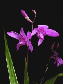Love Orchid GIF - Love Orchid GIFs
