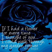 Blue Roses Thinking Of You GIF - Blue Roses Thinking Of You On My Mind GIFs