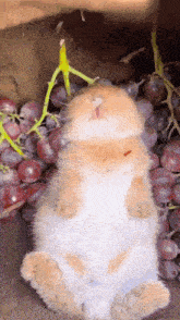a small rabbit is laying down in a pile of grapes .