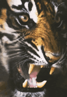 a closeup of a tiger with its mouth open