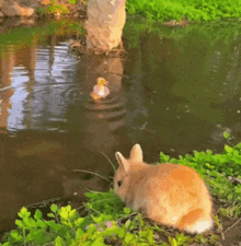 Rabbit Duck GIF - Rabbit Duck Pond GIFs