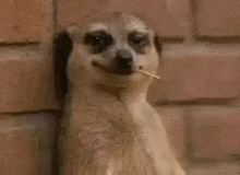 a meerkat with a stick in its mouth says why u lyin