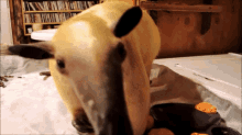 a sheep is laying on a table with a bookshelf in the background