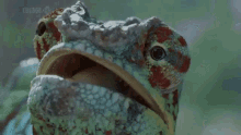 Lizard Dafuq GIF - Lizard Dafuq Huh GIFs