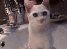 Cat Licking GIF - Cat Licking GIFs