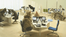 Cat Support GIF