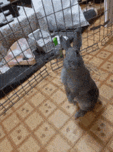 a rabbit is standing on its hind legs on a checkered floor