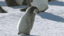 penguin running late
