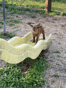 Play Time Goat Images GIF - Play Time Goat Images Come On GIFs