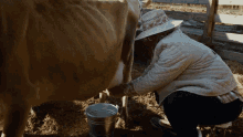 milking cow udders farm milk