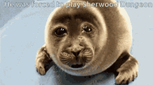 He Was Forced He Was Forced To Play GIF - He Was Forced He Was Forced To Play Sherwood GIFs