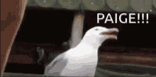 Seagull Screaming GIF - Seagull Screaming Paige GIFs
