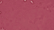 Bacteria Microorganisms GIF - Bacteria Microorganisms Amr GIFs