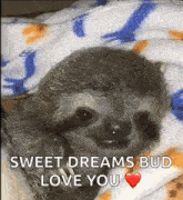 a baby sloth is wrapped in a blanket and smiling .