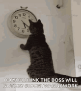 a cat is looking at a clock on a wall and says `` do you think the boss will notice ? ''