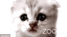 What Meow GIF - What Meow Zoom Meeting GIFs