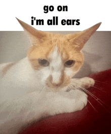 I'M All Ears Cat GIF