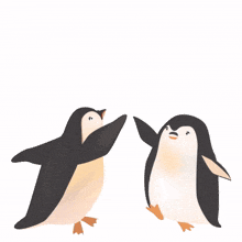 senoko penguin