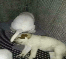 Dog Cage GIF - Dog Cage Pooping GIFs