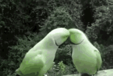 Bird Kiss GIF - Bird Kiss GIFs