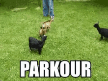 Parkour Parkour GIF - Goat Parkour GIFs