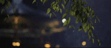 a tree branch with leaves hanging from it in the rain at night