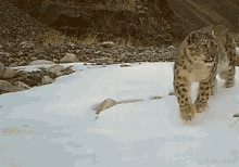 Snow Leopard Big Cats GIF - Snow Leopard Big Cats Cats GIFs