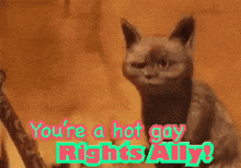 a picture of a cat with the words ohh you 're a hot gay right ' ally