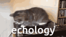 Echology Echological GIF - Echology Echological Echosystem GIFs