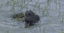 Frogs Fighting GIF - Frogs Fighting Get Out Of My Way GIFs