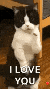a black and white cat is kneeling on its hind legs and saying `` i love you '' .
