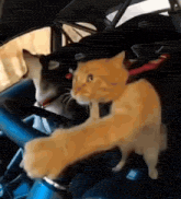 two cats are sitting in a car and one of them is holding a steering wheel