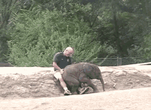 Come On! Just Let Me Sit With You! GIF - Elephant Baby Cute GIFs
