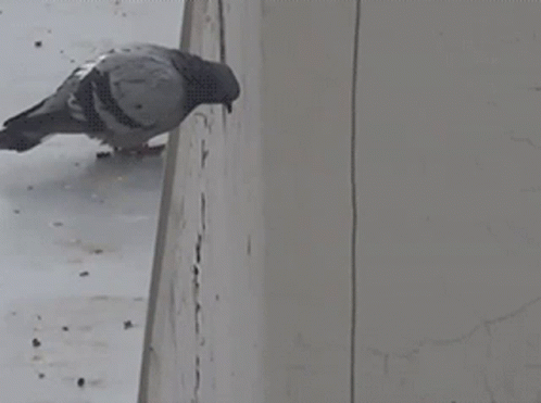 suicide-pigeon-jumps-off-building-pigeon.gif