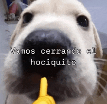 a close up of a dog 's face with the words vamos cerrando el hociquito in the background