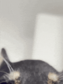 a close up of a cat 's face against a white wall