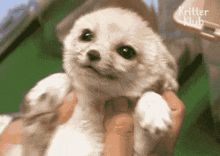 Fennec Cute GIF - Fennec Cute Fox GIFs