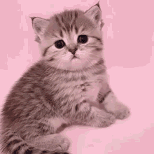 Kitten Cute Kitten GIF - Kitten Cute Kitten Not Sure GIFs