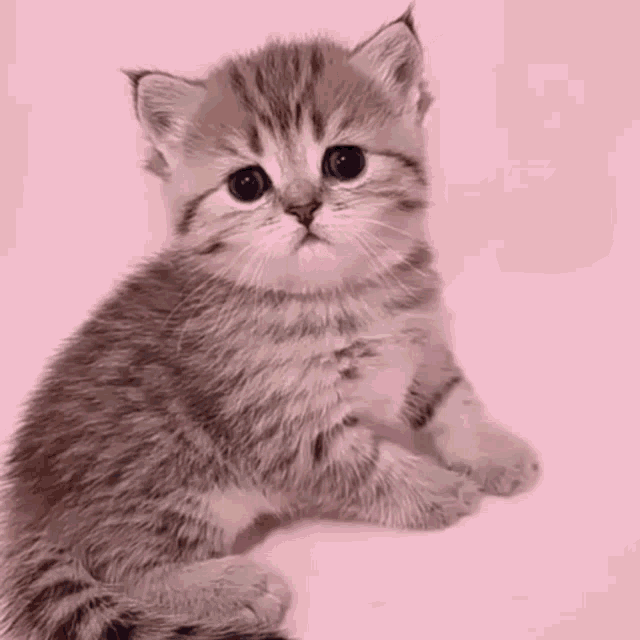 Kitten Cute Kitten GIF - Kitten Cute Kitten Not Sure - Discover ...