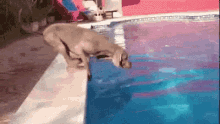 Awee Dog GIF - Awee Dog Swimming GIFs