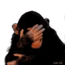 Laughing Funny GIF - Laughing Funny Monkey GIFs