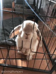 savingthumpers bunny rabbit minilop