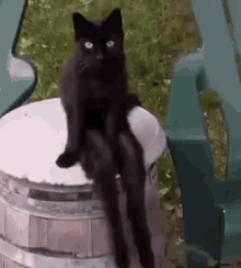 Creepiest Black Cat Ever! Happy Halloween GIF