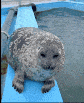 a seal is sitting on a blue ledge next to a body of water