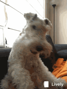 wirefoxterrier foxterrier dog couch happy
