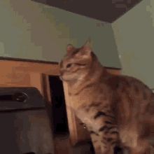 Sneaky Cat Paw Bitch Cat GIF - Sneaky Cat Paw Bitch Cat GIFs