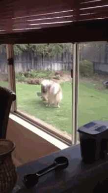 a dog is looking out of a window at a fenced in yard