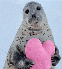 Cute Seal GIF - Cute Seal Love GIFs